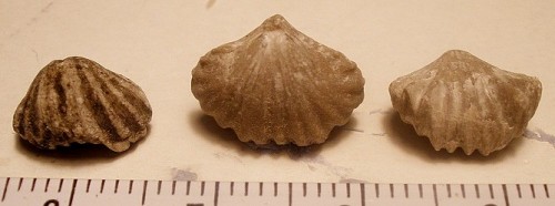 pleuropugnoides--pleurodon-braquiopodos.webnode.es.jpg