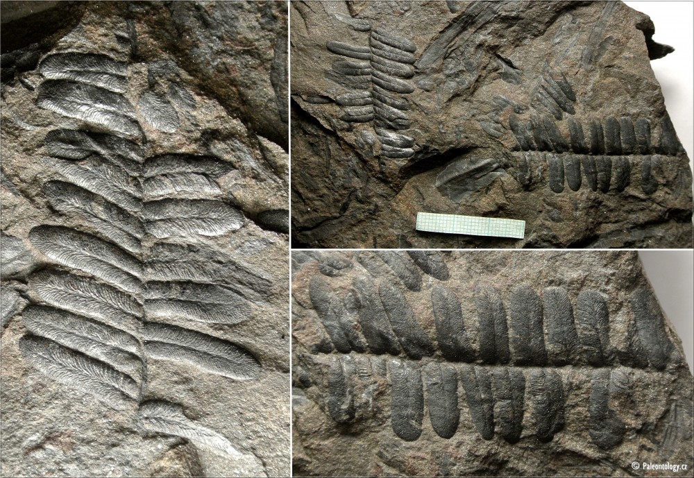 neuralethopteris-schlehani--csa.jpg