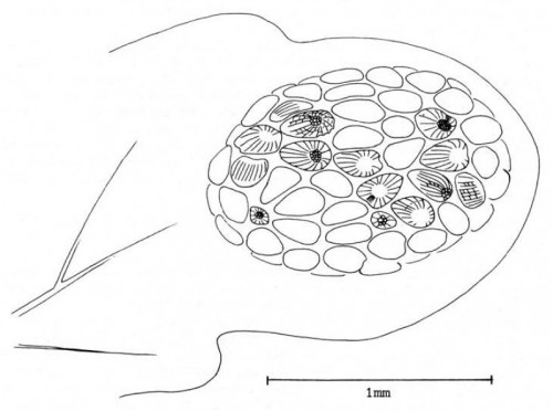 karwinensis-2.jpg