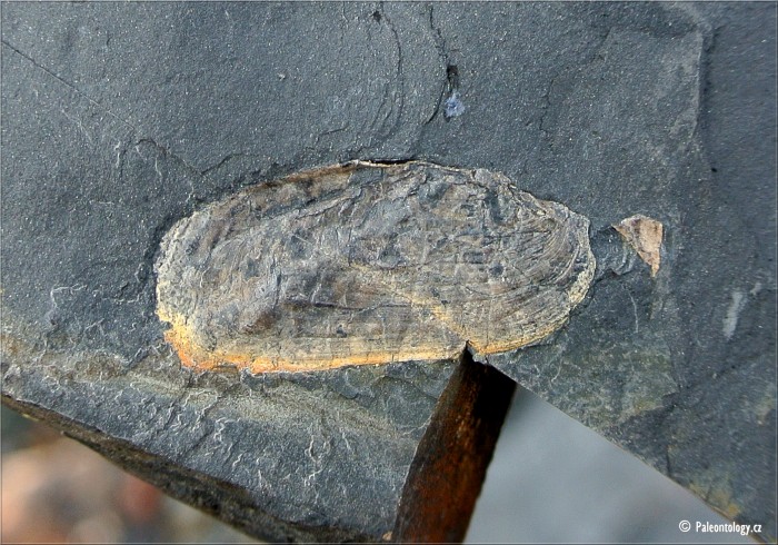 dsc_7387.jpg