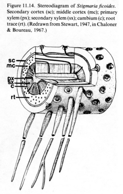 stigmaria-diag.jpg