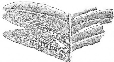 lonchopteris-silesiaca-2az5-gothan-6-bricei---kopie.jpg