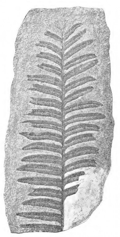 lonchopteris-silesiaca-gothan-2.jpg