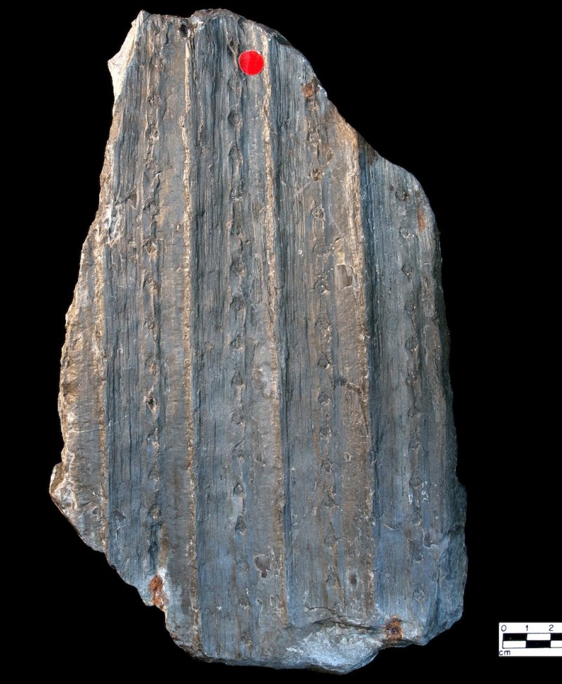 sigillaria-polleriana---holotype.jpg