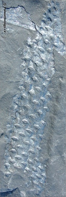 staric-ii.jpg